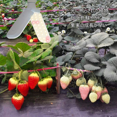 Kompakte LED-Wachstumsleuchte mit Vollspektrum + 660nm und IP68 Wasserdicht für das Wachstum von Innenpflanzen