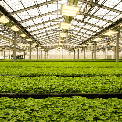 600w HPS 4x4 Grow Light Pflanzenlampe fördern Blüte und Frucht